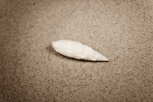 shell sand background photo