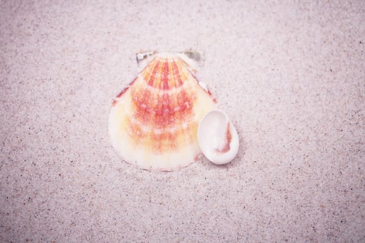 shell sand background photo