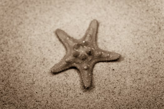 shell sand background photo