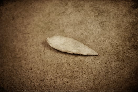 shell sand background photo
