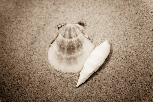 shell sand background photo