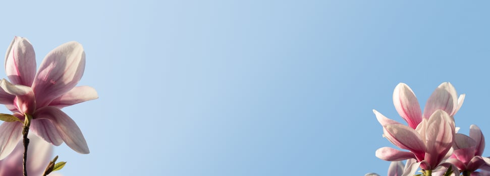 Spring banner with magnolia flowers on a background of blue sky with sunny light photo