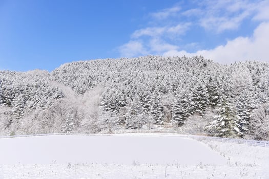 powder snow mountain in Sapporo, Hokkaido Japan photo