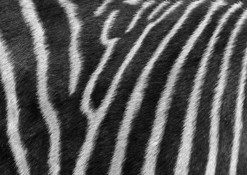black and white photo of zebra's stripes