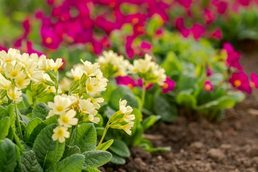 Easter concept. Primrose Primula with yellow and pink flowers in flowerbed in spring time. Inspirational natural floral spring or summer blooming garden or park. Hello spring. photo