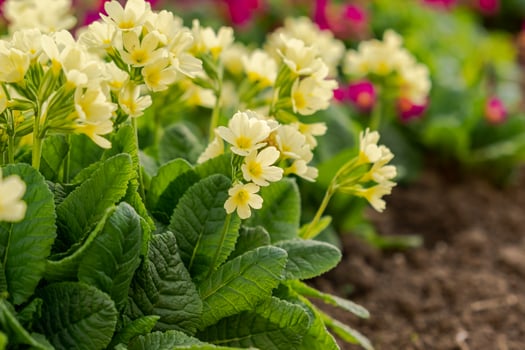 Easter concept. Primrose Primula with yellow flowers in flowerbed in spring time. Inspirational natural floral spring or summer blooming garden or park. Hello spring. photo