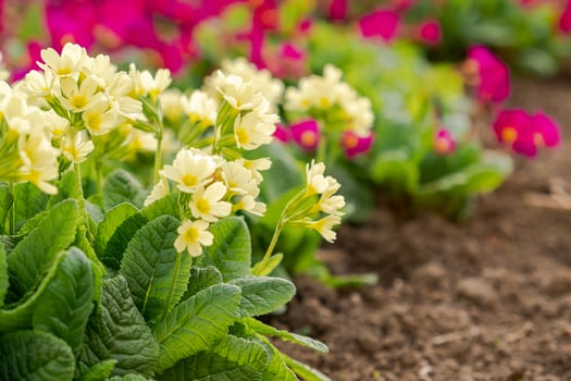 Easter concept. Primrose Primula with yellow flowers in flowerbed in spring time. Inspirational natural floral spring or summer blooming garden or park. Hello spring. photo