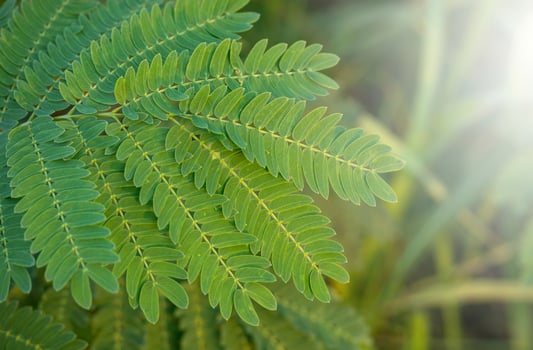 tamarind leaves with sunlight photo
