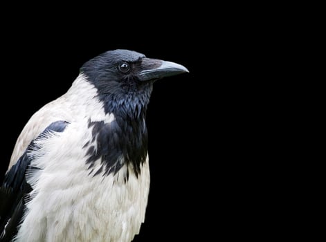 Hooded crow on a black background photo