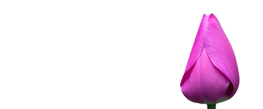 Purple tulip banner on a white background.Beautiful flower isolated. photo