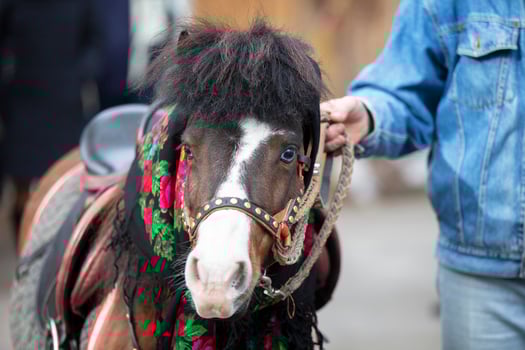A horse in a Russian shawl. Pony. photo