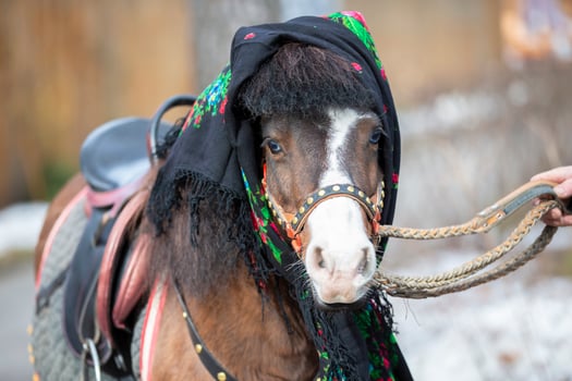 A horse in a Russian shawl. Pony. photo