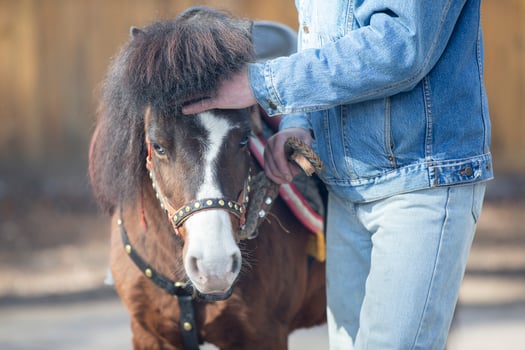 Hand stroking a pony horse.The owner and the horse. photo