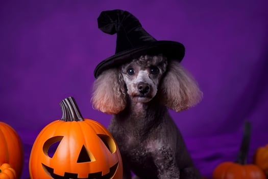Poodle. Halloween background. . photo