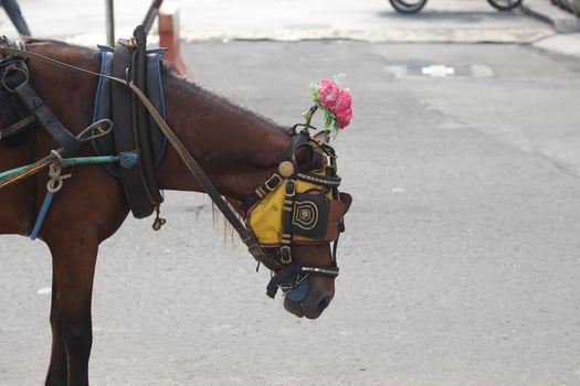 Delman's horse on the street photo