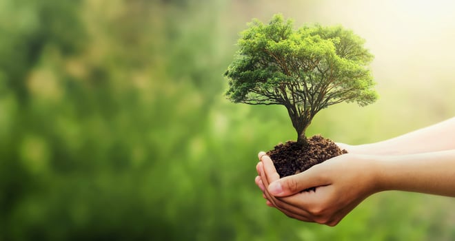 hand holding tree on blur green nature background. concept eco earth day photo