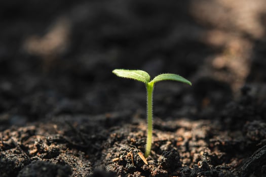 young plant of cannabis in the garden with sunshine photo