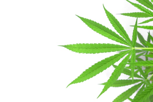 Cannabis leaf against isolate on white background photo