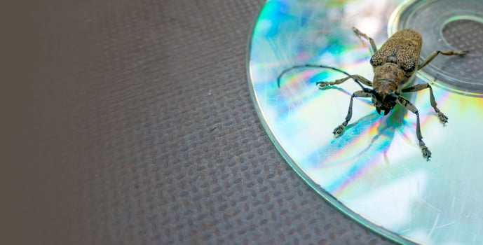 Macro shot of Longhorn beetle - Cerambycidae - sitting on a CD photo