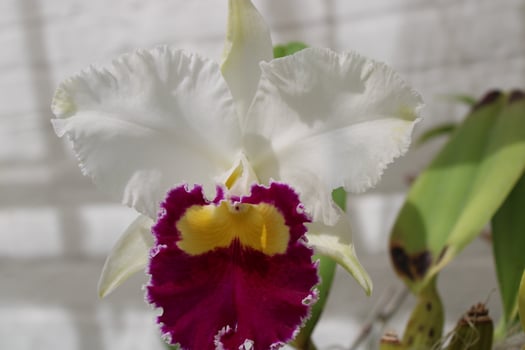 Beautiful Orchid Plants Blooming In The Summer photo