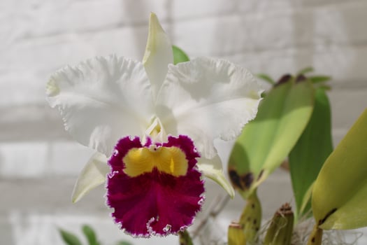 Beautiful Orchid Plants Blooming In The Summer photo
