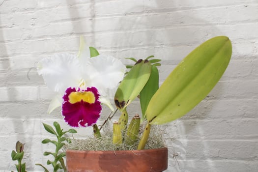 Beautiful Orchid Plants Blooming In The Summer photo