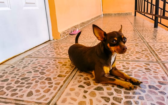 Russian toy terrier dog portrait looking playful and cute Mexico. photo