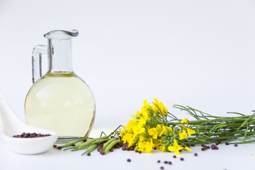 canola oil, flowers and seeds isolated white background photo