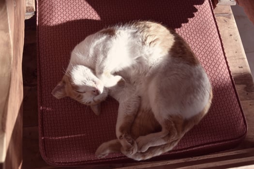 white-red cat sleeping on a chair in the warm sunshine during the day photo