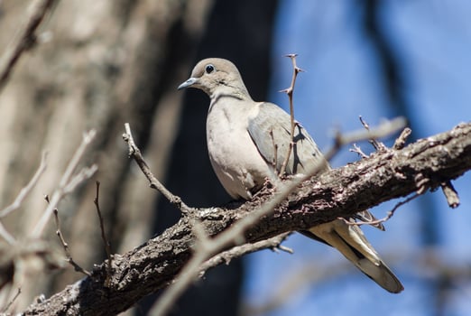 a pigeon perched on the branch in its natural habitat photo