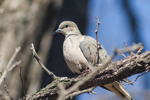 a pigeon perched on the branch in its natural habitat photo