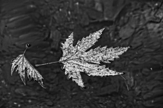 autumn colored leaf lying on clean cold water photo