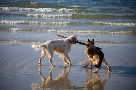 two dogs on the beach photo