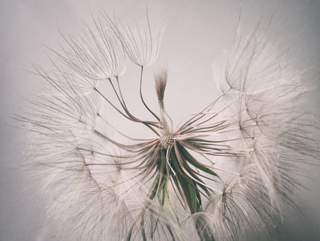 beautiful summer natural flower dandelion in close-up photo
