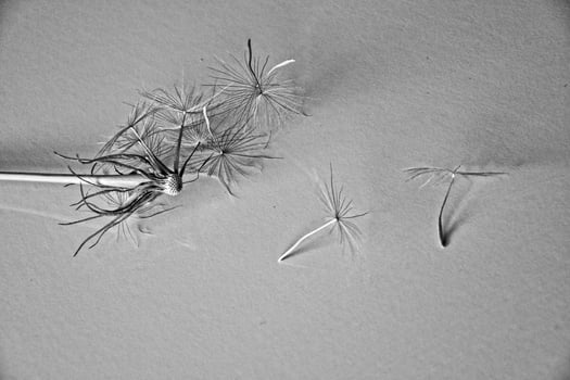 beautiful summer natural flower dandelion in close-up photo