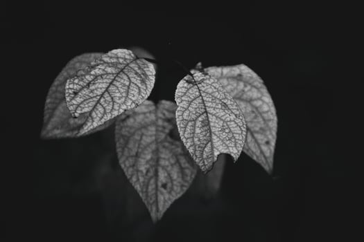 an autumn twig of a tree with the last green leaves photo