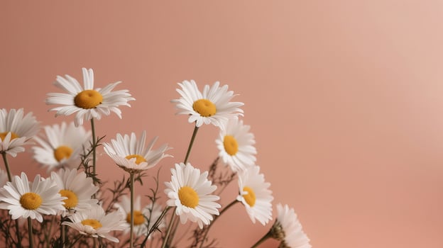 Chamomile flower on pink background. Illustration photo