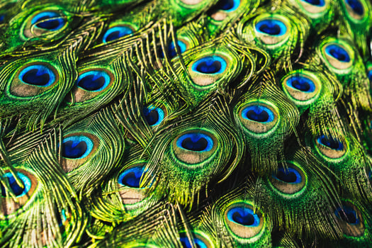 Portrait peacock with beautiful colorful feather photo
