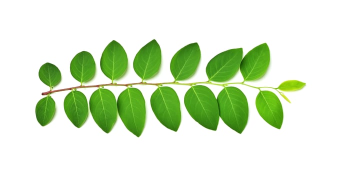 green leaf on white background photo