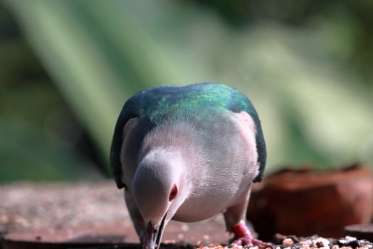 Large bird searching foods photo