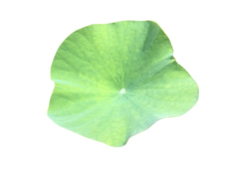 Isolated waterlily or lotus plant with clipping paths. photo