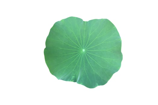 Isolated waterlily or lotus plant with clipping paths. photo