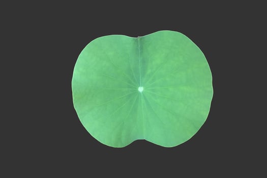 Isolated waterlily or lotus plant with clipping paths. photo
