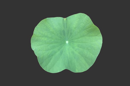 Isolated waterlily or lotus plant with clipping paths. photo