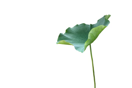 Isolated waterlily or lotus plant with clipping paths. photo