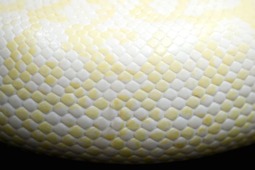 beautiful white snake pattern background photo