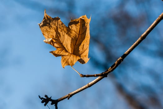 Autumn leaves on a branch in the sunlight close-up photo