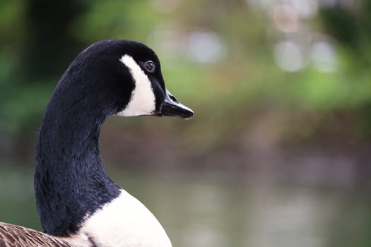 Cute Water Birds at Lake Side of Local Public Park photo