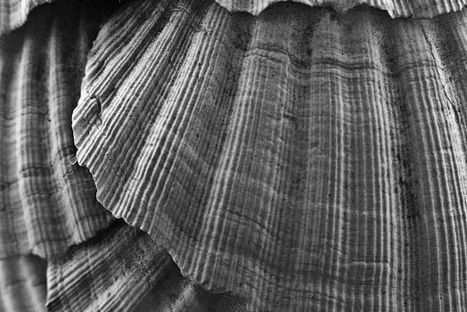 background shell natural photo