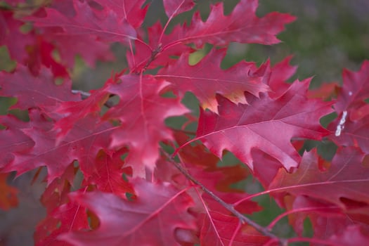 autumn leaf background photo